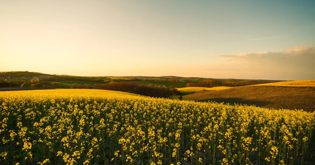 Jak skutecznie chronić rzepak ozimy? Nowoczesne środki ochrony roślin w walce z zagrożeniami